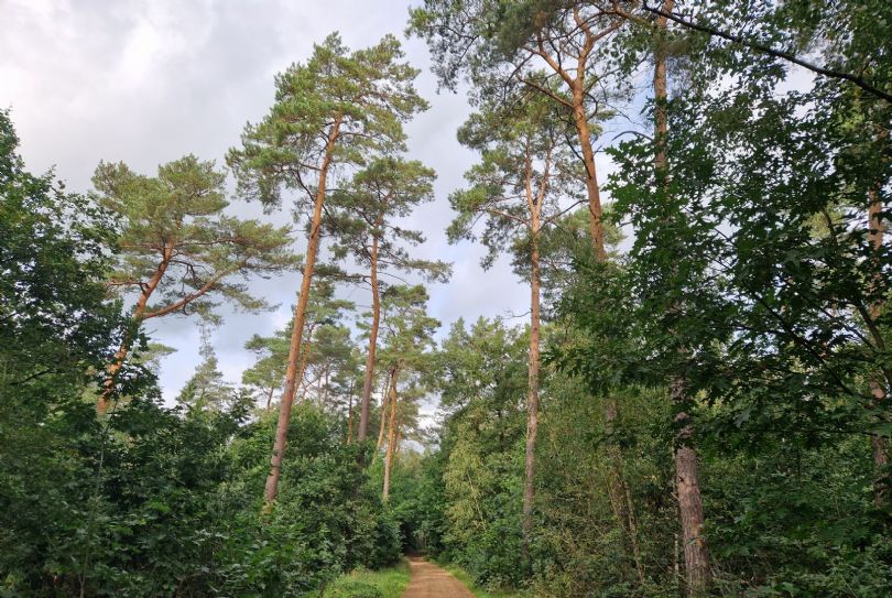Afbeelding Muntsingel 9, 6075 GV Herkenbosch : 11